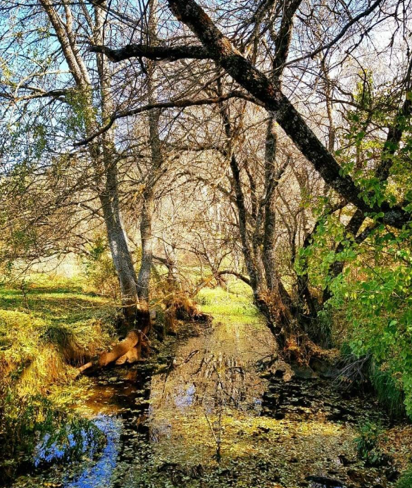 3-Day Itinerary in Ifrane Golden sunset light shining through trees at Ain Vittel Waterfall in Ifrane, with flowing water and soft mist creating a dreamy atmosphere.